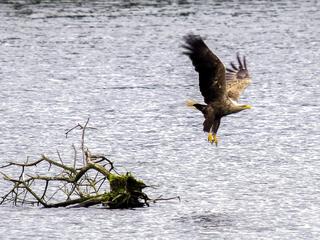 fliegender Schwarm Trauerseeschwalbe